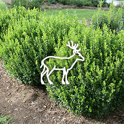 Deer-Resistant Plants
